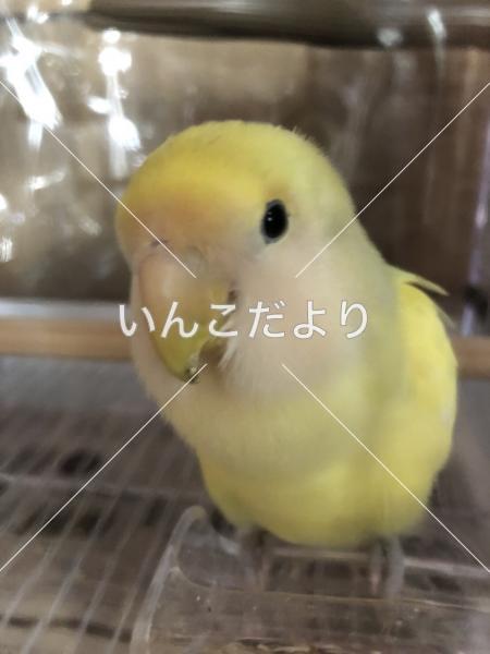 迷い鳥の写真