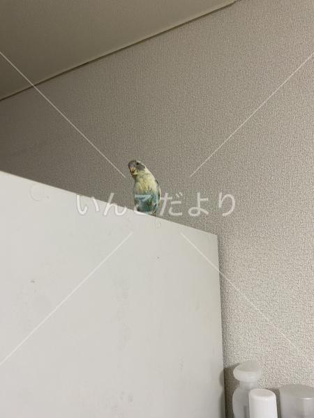 迷い鳥の写真