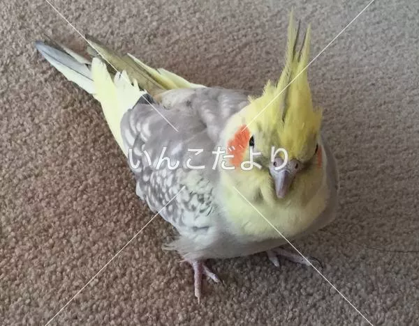 迷い鳥の写真