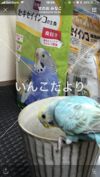 迷い鳥の写真