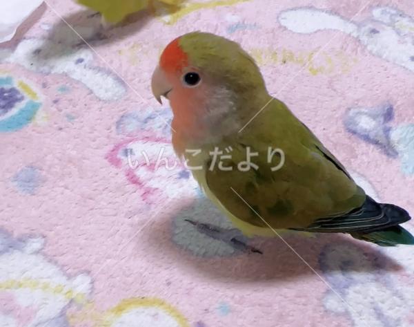 迷い鳥の写真