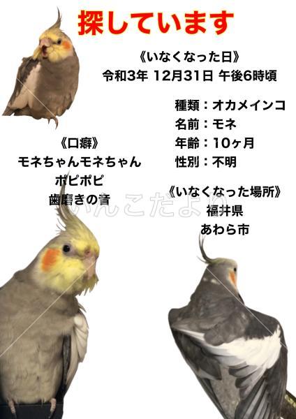 迷い鳥の写真