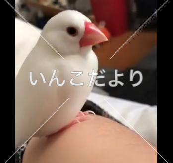 迷い鳥の写真
