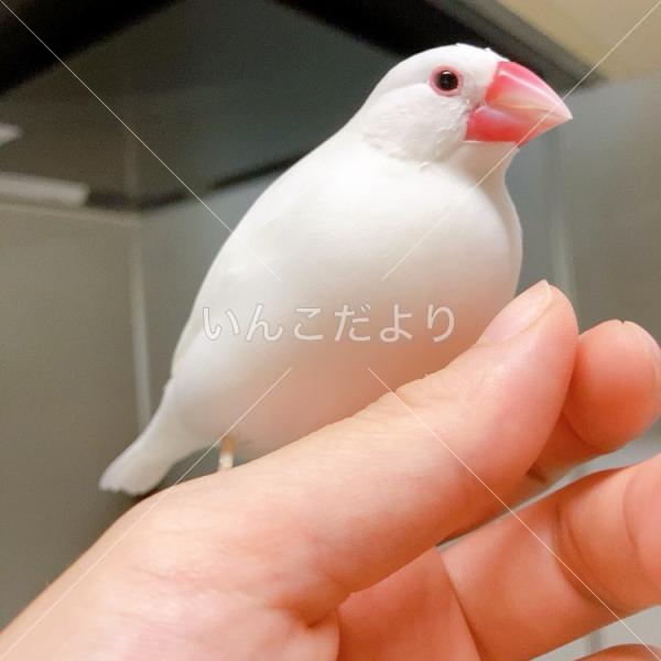 迷い鳥の写真