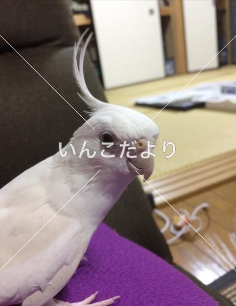 迷い鳥の写真