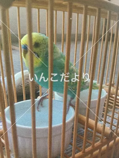 保護鳥の写真