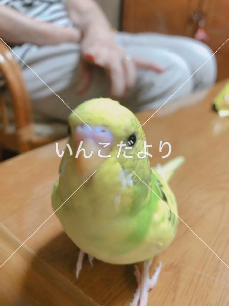 迷い鳥の写真