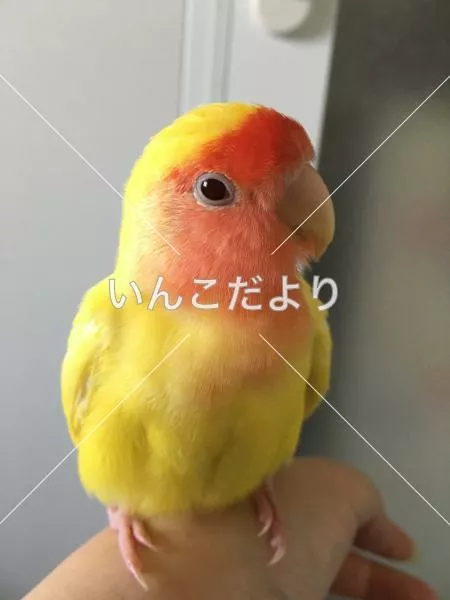 保護鳥の写真