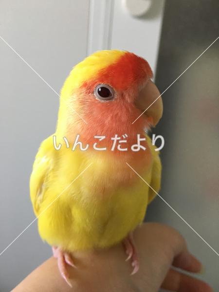 保護鳥の写真