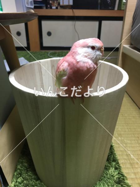迷い鳥の写真