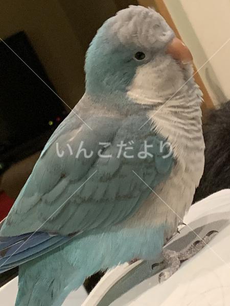 迷い鳥の写真