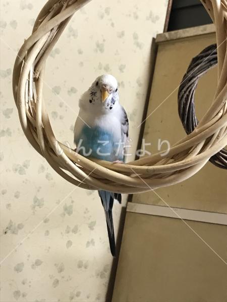 迷い鳥の写真