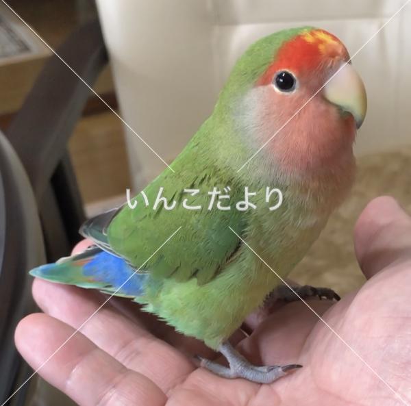 迷い鳥の写真