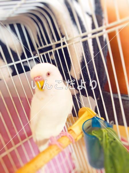 迷い鳥の写真