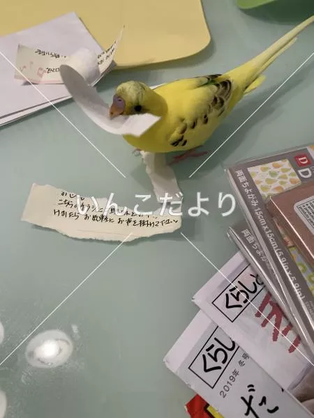 迷い鳥の写真
