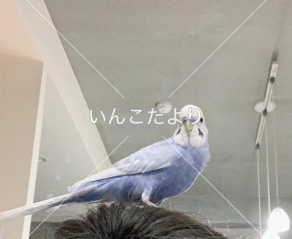 迷い鳥の写真