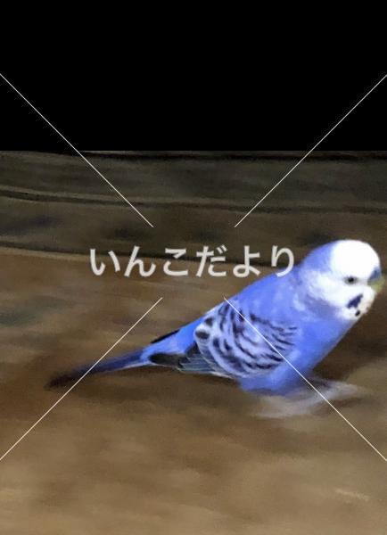 迷い鳥の写真