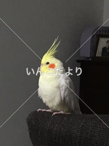 迷い鳥の写真