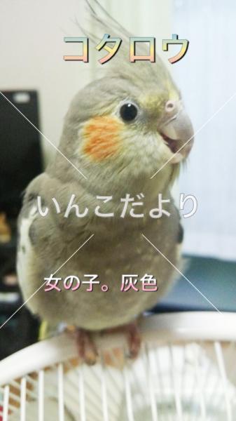 迷い鳥の写真