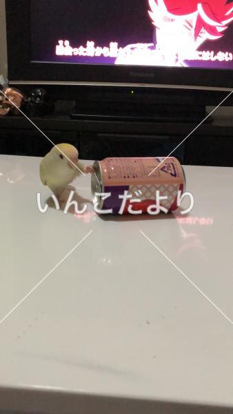 保護鳥の写真