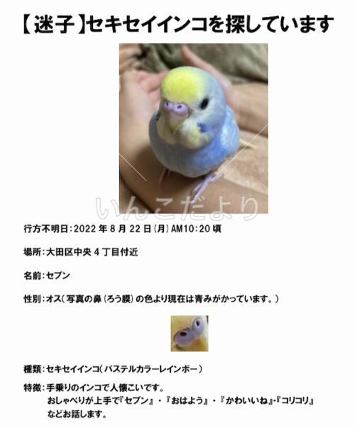 迷い鳥の写真