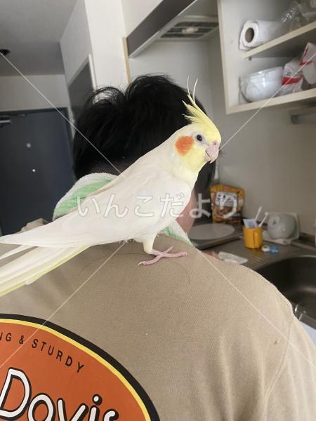迷い鳥の写真