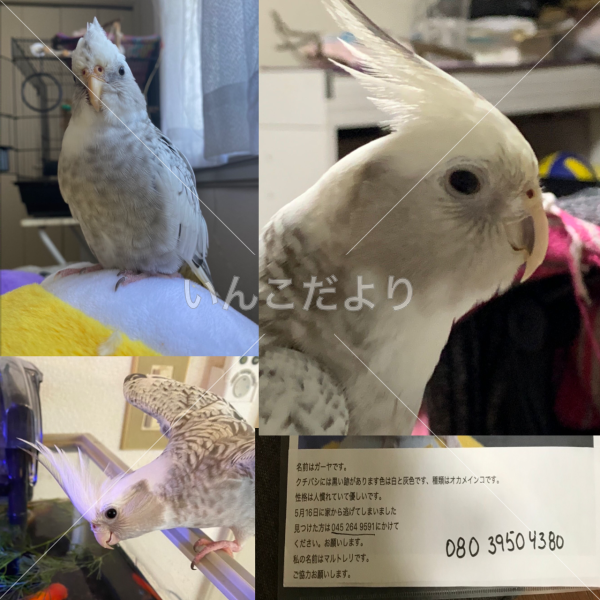 迷い鳥の写真