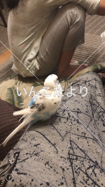迷い鳥の写真