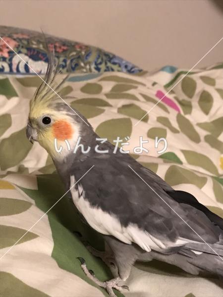 迷い鳥の写真