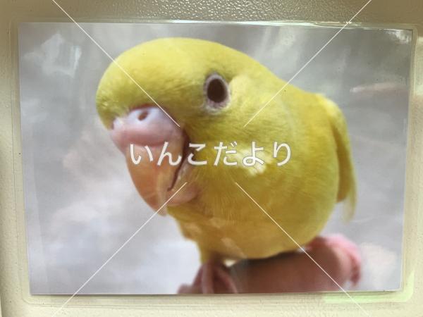 迷い鳥の写真