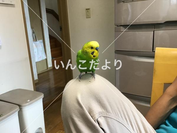 迷い鳥の写真