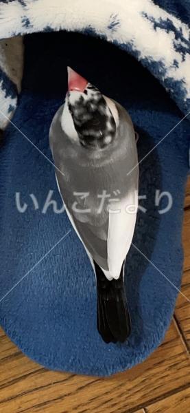 迷い鳥の写真