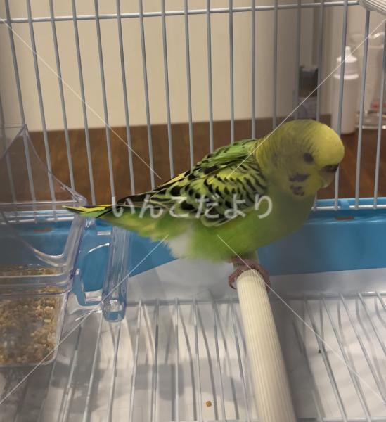 保護鳥の写真