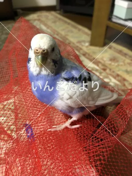 保護鳥の写真