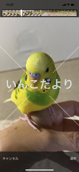 保護鳥の写真