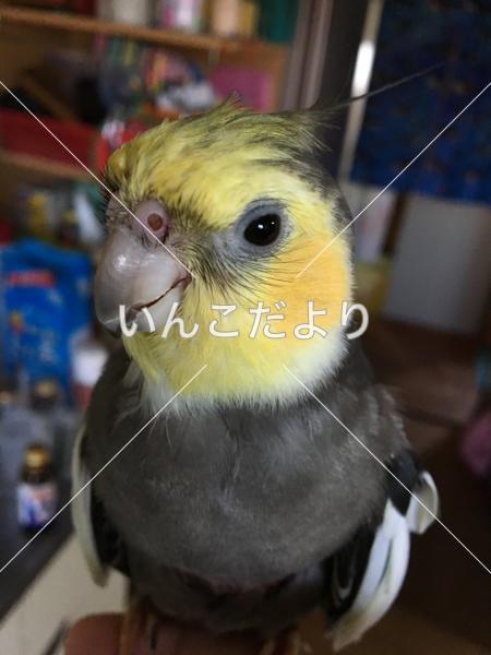迷い鳥の写真