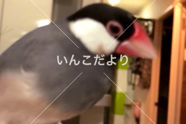 迷い鳥の写真