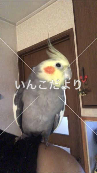迷い鳥の写真