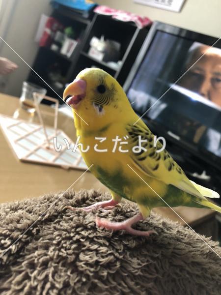 迷い鳥の写真