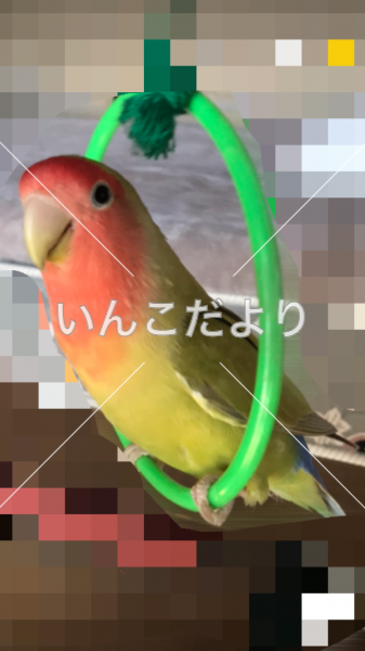 迷い鳥の写真