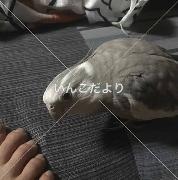 迷い鳥の写真