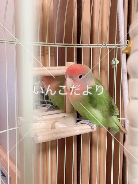 迷い鳥の写真