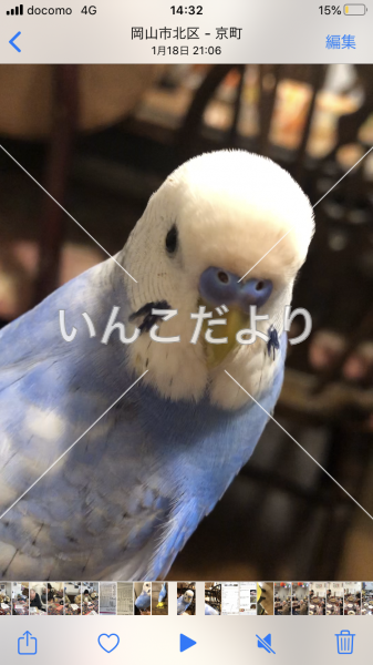 迷い鳥の写真