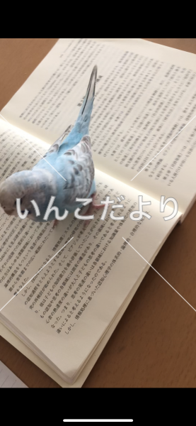 迷い鳥の写真