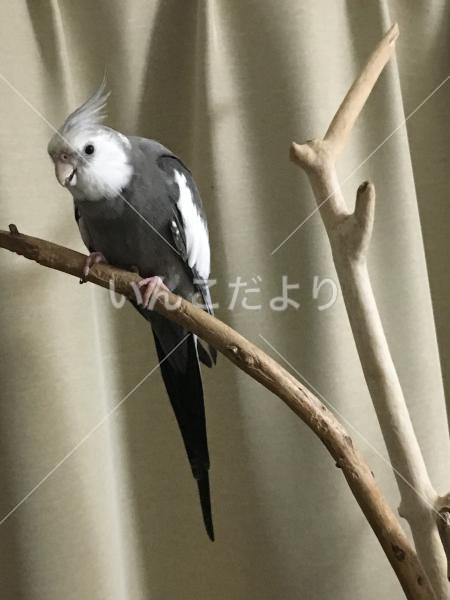 迷い鳥の写真