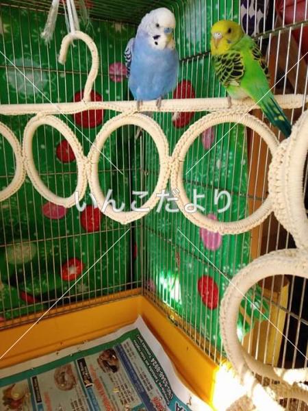 迷い鳥の写真