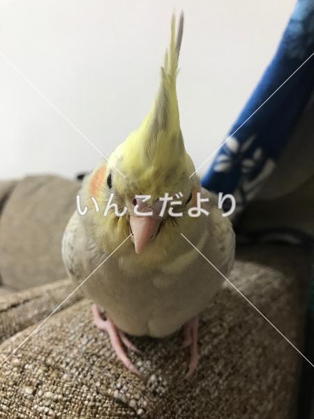 迷い鳥の写真