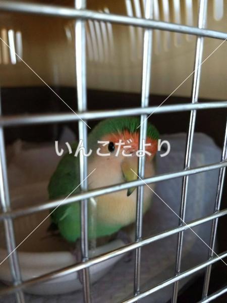 保護鳥の写真