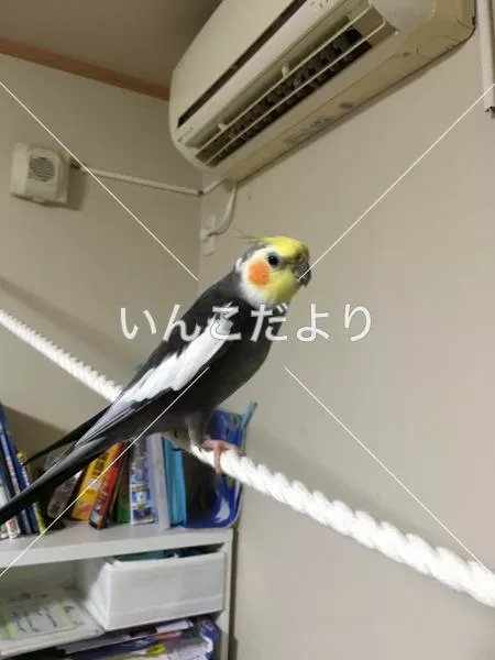迷い鳥の写真