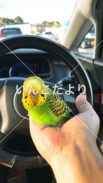 保護鳥の写真